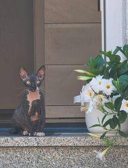 Sphynx Katze - Schwegenheim