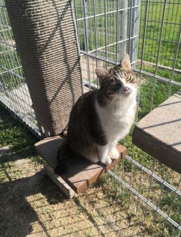 Schmusekatze Nina sucht Dich! - Walluf