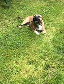 Paco staffy bully in 48151