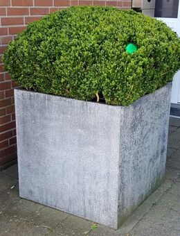 Gartenauflösung,Terrakotta Töpfe,Pflanzen,Akazienbäume,Dekration - Kleve Zentrum