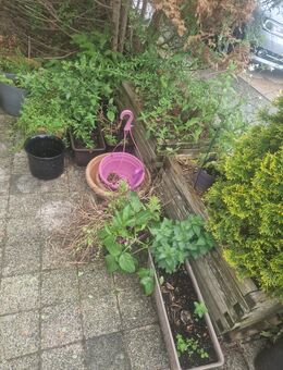 Blumen Töpfe zu verschenken - Erkenbrechtsweiler