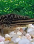 Nanus Panzerwels in 97618