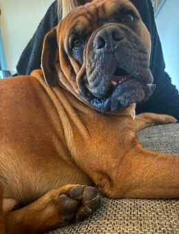Bordeaux-Doggen-Dame Welpe gesucht - Lüneburg