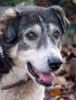 Moshu 50 cm (Pflegestelle) - Alpenrod