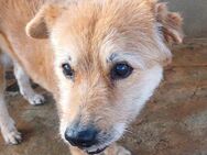 Lulu-Hundeomi sucht liebevolles Zuhause - Bad Camberg