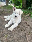 weiße Schweizer Schäferhund Welpen in 33790