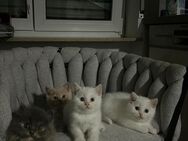 Zauberhafte Kitten suchen liebevolles Zuhause - Ober-Mörlen
