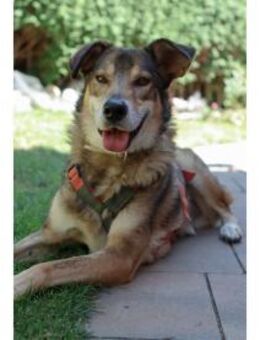 Devis wartet in 96369 Weißenbrunn - Oberwies