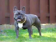 Französische Bulldogge Deckrüde ZTP blau Blue TAN lilac Papiere Deckerfahrung - Langenhagen