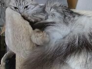 Norwegische Waldkatze dringend abzugeben! - Freiberg