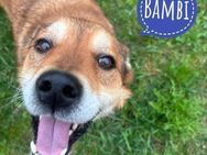 Bambi eine Seele von Hund - Mannheim