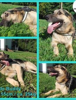 Buddy junger Schäferhund Mischling Rüde - Margetshöchheim