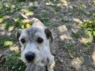 Sheeny sucht ihr 4ever home - München