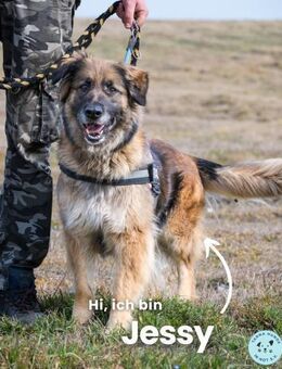 Jessy SI, perfekter Familienhund - Rheine