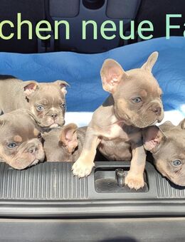 Welpen Französische Bulldogge - Frankfurt (Main) Rödelheim