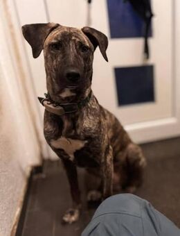 Arnie nun Archie sucht neues Zuhause - Unterföhring