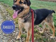 Amadeo ein wundervoller Kerl - Mannheim