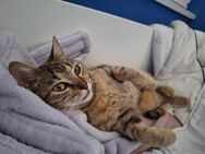 Goldige Suzana sucht ihre Familie - Margetshöchheim