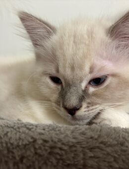 1 Ragdoll Katerchen suchen ab sofort ein tolles zu Hause - Merzenich