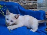 🐱 Kitten Elsa & Honey 🐱 - Eislingen (Fils)