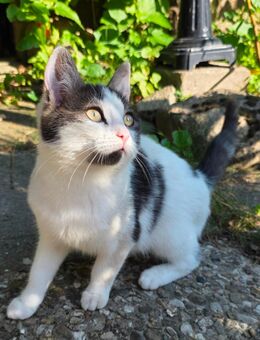 Heute freier Besuchstermin Noch 1 weibliches Kitten Katzenbaby Katzen - Schwarzenbek