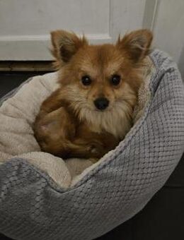 Chihuahua Mischling Tyson sucht ein Zuha - Enger (Widukindstadt)