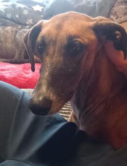 Cenicienta - freundlich und sozial - Heppenheim (Bergstraße)