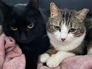 🆘 Cleopatra & Julius 🐾 - Eislingen (Fils)