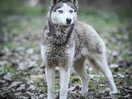 Sophie, vorsichtige Huskymixhündin, ca. - Vaterstetten