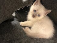 BHK Baby Katzen - Buchholz (Nordheide) Zentrum
