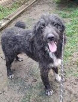 Memphis Traumhund im Wuschelfell - Hüllhorst