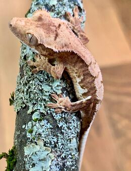 0.0.1 Correlophus Ciliatus (Kronengecko) - Waldbronn