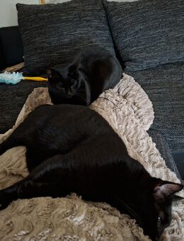 Hauskatzen abzugeben - Oberdürenbach