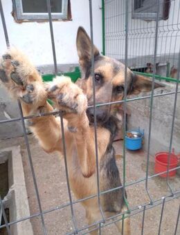 Roy lebt sein halbes Leben im Tierheim - Kabelhorst