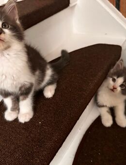Main Coon kitten 12 Wochen - Celle