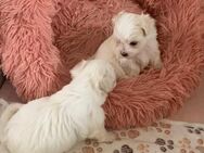 Malteser/Havanese Welpen suchen ein liebevolles zu Hause - Berlin
