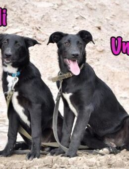 Ulli Welpin mit viel Potential 03/25 RU - Ruppertsecken