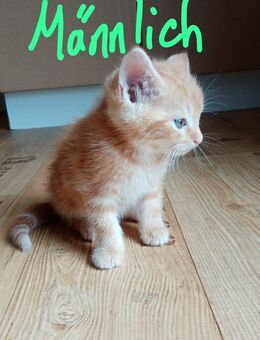 Katzenkitten Hauskatze - Windeck