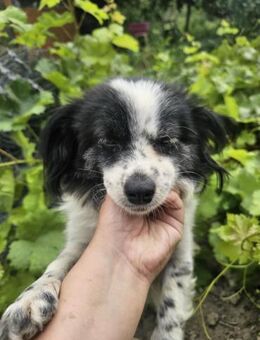 Elsa sucht freies Körbchen 💕 - München