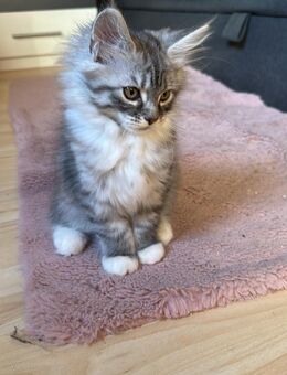 Main Coon kitten - Mandelbachtal