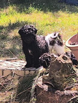 Shih tzu mix Welpen - Aldenhoven