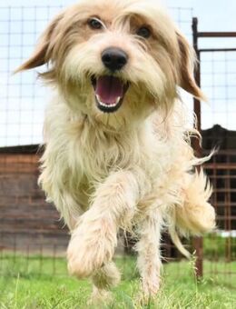 BALTO - menschenbezogen, freundlich - Linden (Hessen)