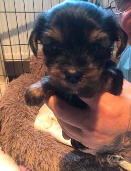 Yorkshire Terrier Welpe Hündin - Frankfurt (Oder)