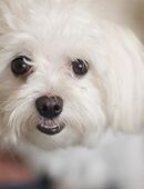 Malteser Deckrüde für Pudel, Havaneser, Maltipoo.. in 49565