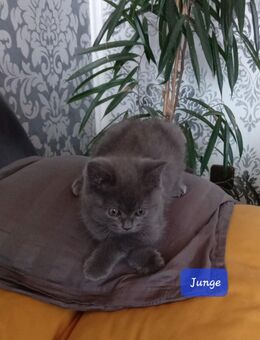 Reinrassige BKH Kitten - Brakel
