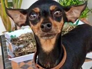 TANA - Minimaus sucht Zuhause! - Pfaffenhofen (Roth)