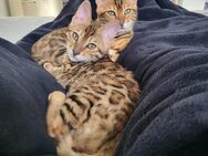 Bengal Kitten - Donauwörth