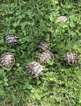 Kleine, muntere Griechische Landschildkröten NZ 2025 zu verkaufen. - Wackersdorf