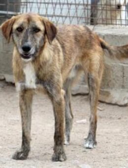 Alvise sucht ein Zuhause - Neuss