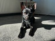 Chihuahua sucht ein neues Zuhause - Arnsberg